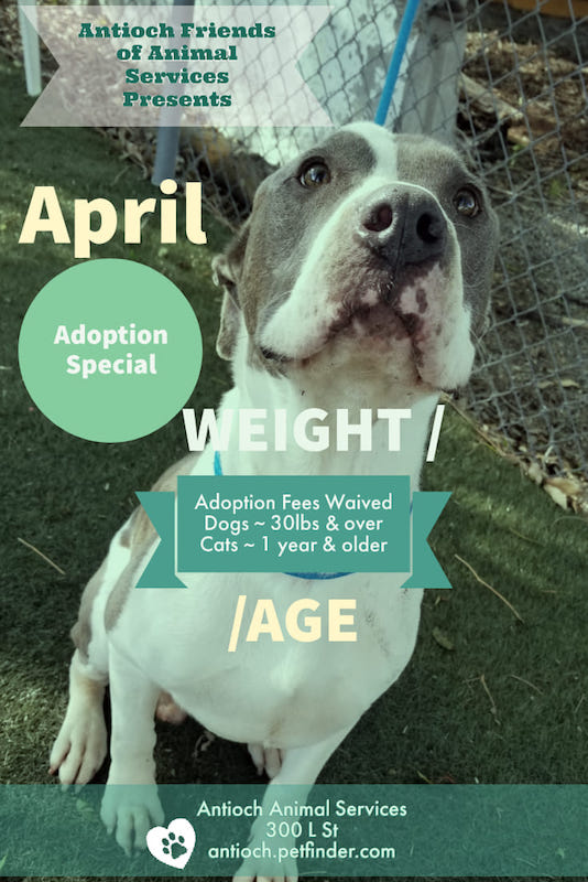 Antioch Friends of Animal Services is pleased to announce they will be sponsoring adoption fees for all dogs over 30 pounds, and all adult (older than one year) cats during the month of April 2019.