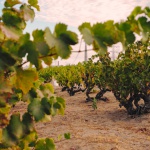 Wine-Writing Competition 2021 featuring Evangelho Vineyards