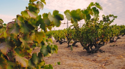 Evangelho Vineyards Ancient Vines Antioch
